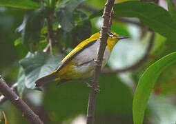 Swinhoe's White-eye