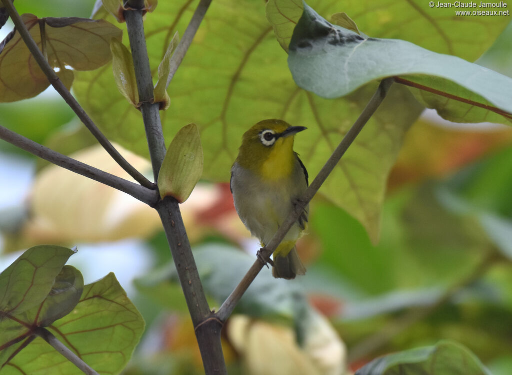 Swinhoe's White-eye