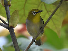 Swinhoe's White-eye