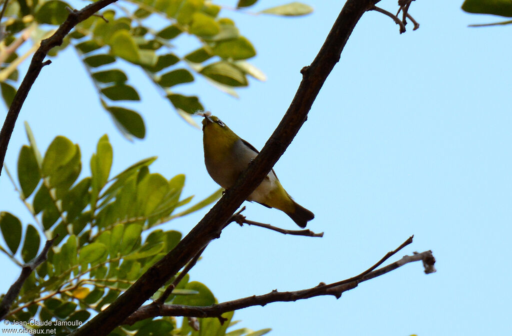 Swinhoe's White-eye, Reproduction-nesting