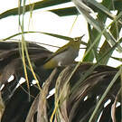 Zostérops de Swinhoe