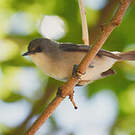 Zostérops gris