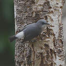 Zostérops gris