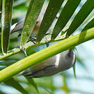 Zostérops gris
