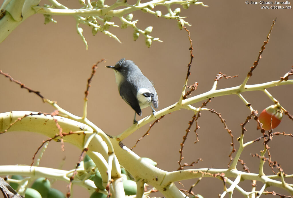 Mauritius Grey White-eye