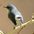 Zostérops gris