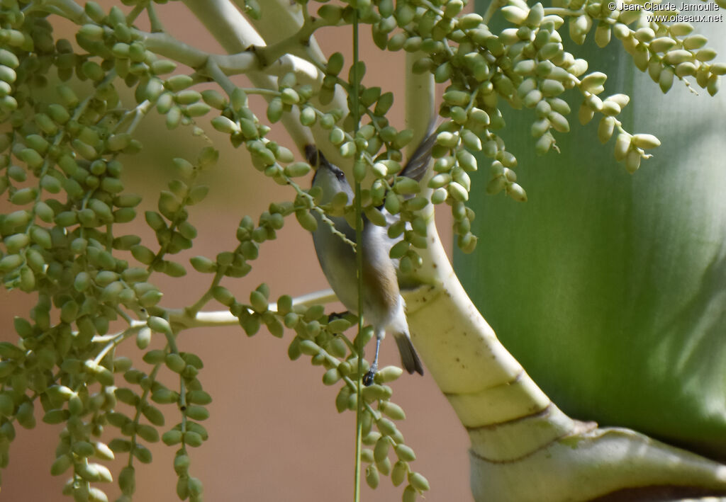 Mauritius Grey White-eye
