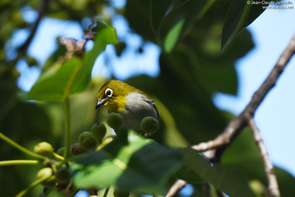 Zostérops malgache