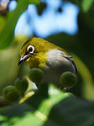 Malagasy White-eye