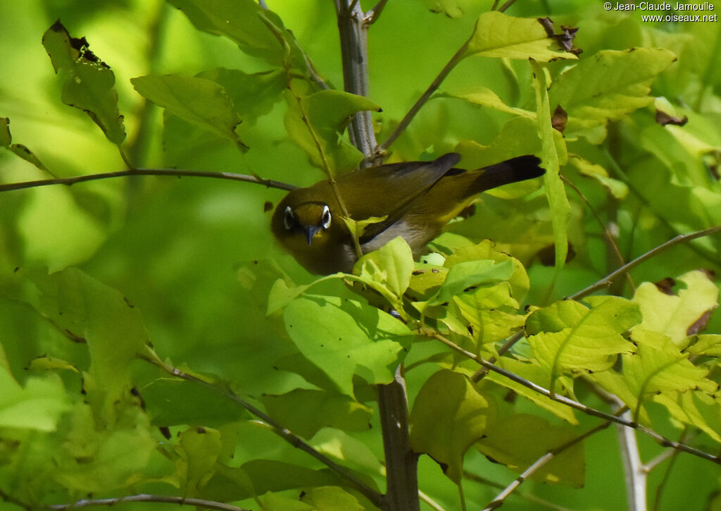 Malagasy White-eye