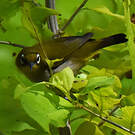 Zostérops malgache