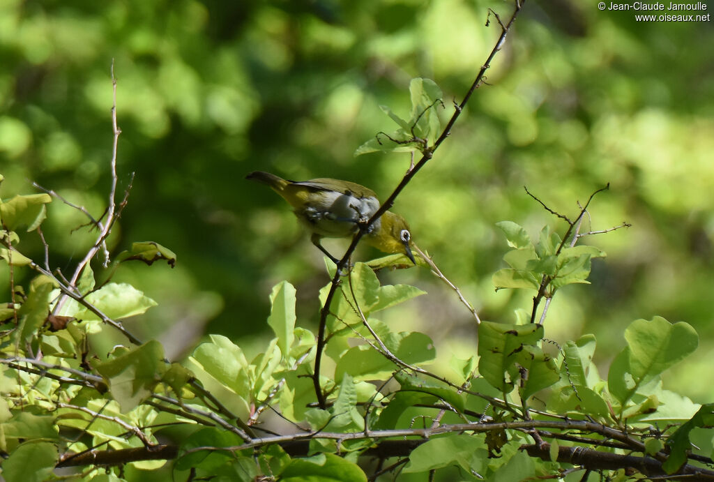 Zostérops malgache