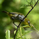 Zostérops malgache