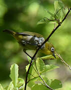 Malagasy White-eye