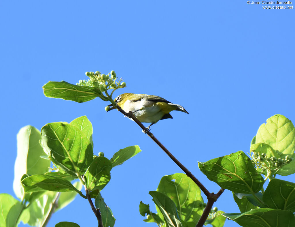 Malagasy White-eye