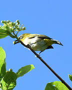 Malagasy White-eye