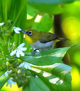 Malagasy White-eye