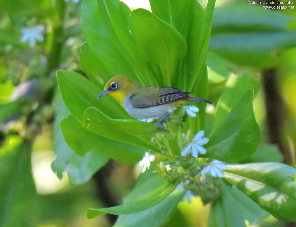 Zostérops malgache