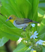 Malagasy White-eye