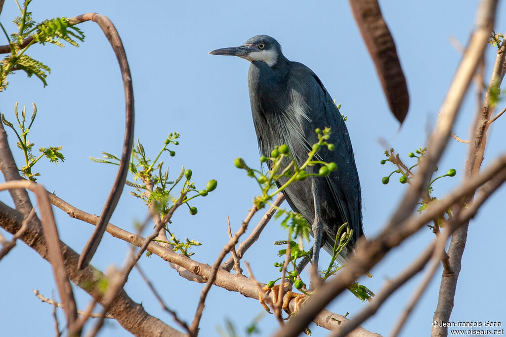 Aigrette des récifsadulte