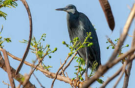 Western Reef Heron