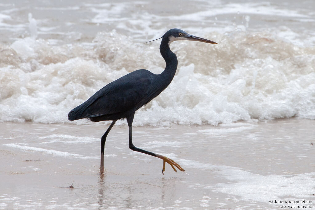 Aigrette des récifsadulte