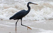 Aigrette des récifs