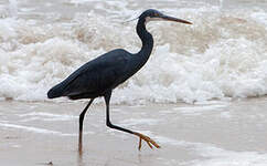 Aigrette des récifs