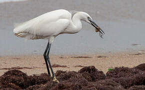 Aigrette garzette