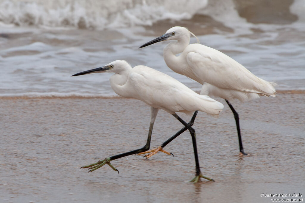 Aigrette garzette