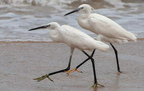 Little Egret