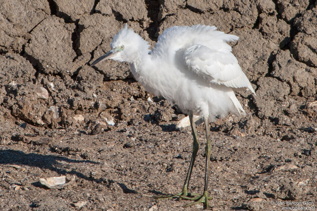 Aigrette garzettejuvénile