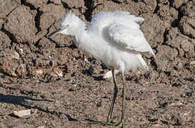 Little Egret