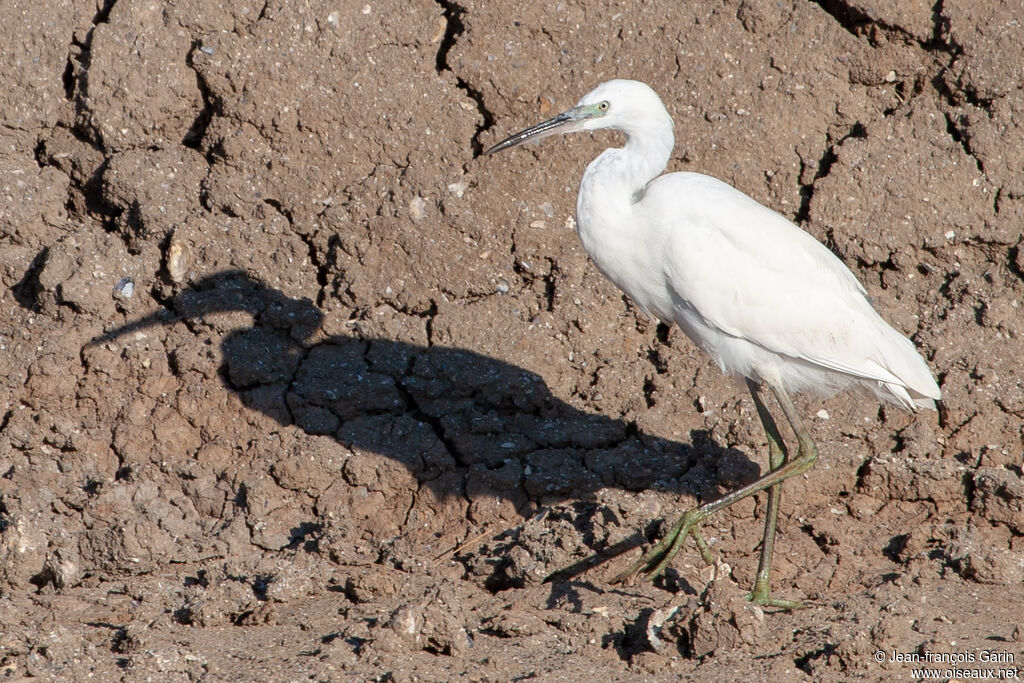 Aigrette garzettejuvénile