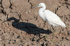 Aigrette garzette