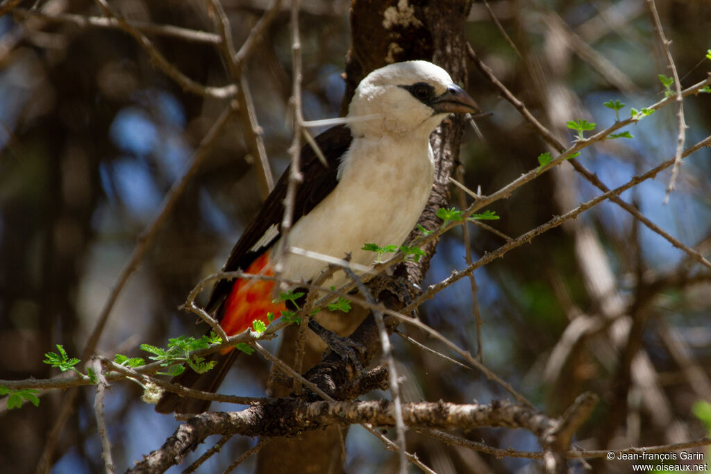 White-headed Buffalo Weaver