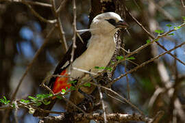 White-headed Buffalo Weaver