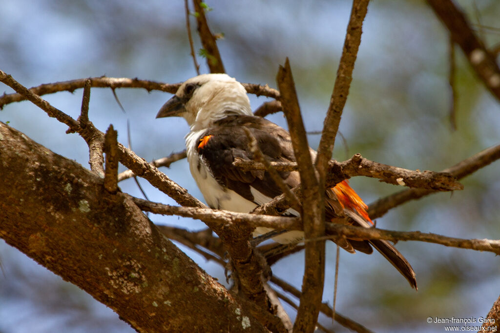 White-headed Buffalo Weaver