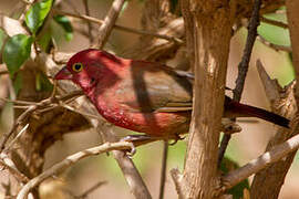 Red-billed Firefinch