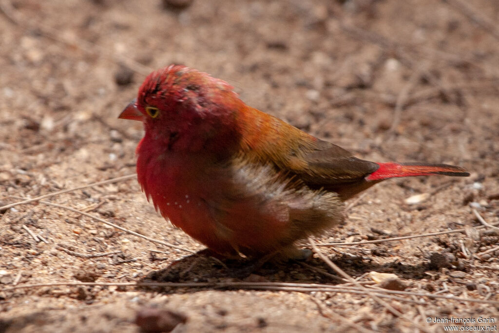 Red-billed Firefinch