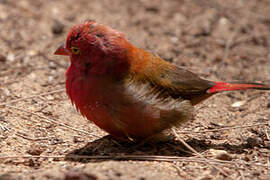 Red-billed Firefinch