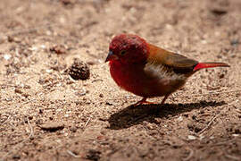 Red-billed Firefinch