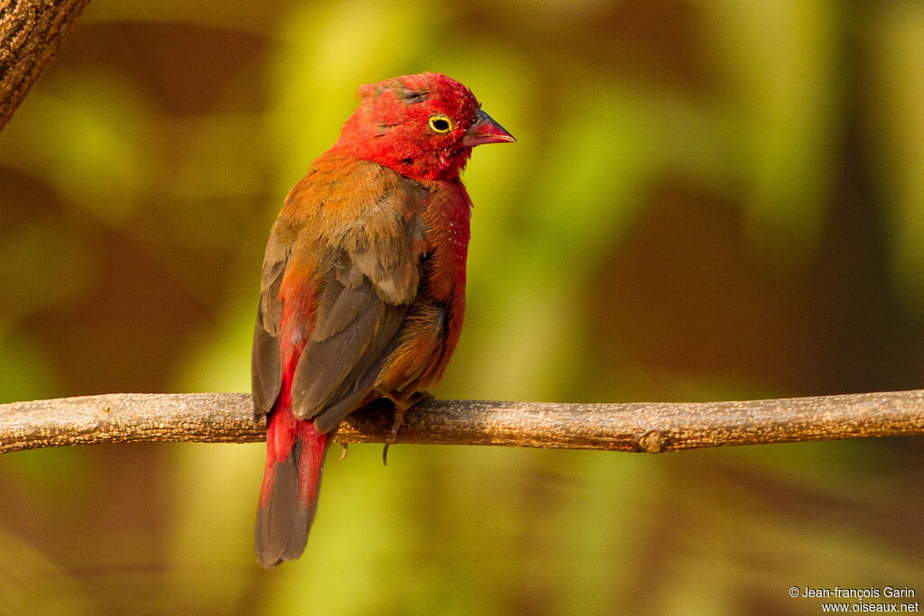 Red-billed Firefinch