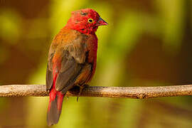 Red-billed Firefinch