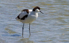 Avocette élégante