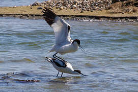 Avocette élégante