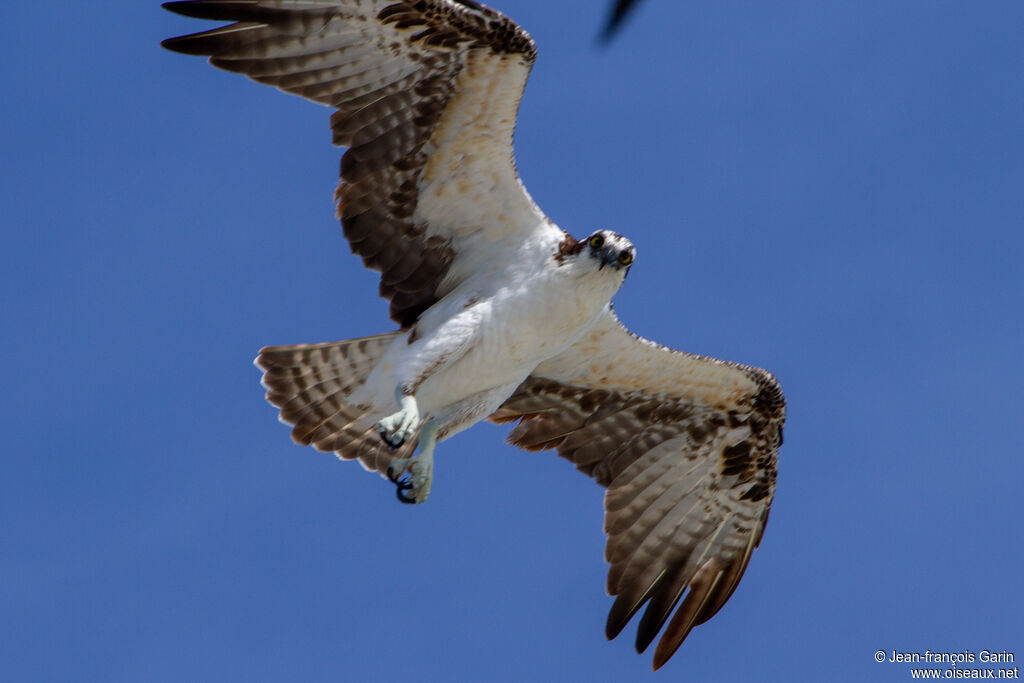 Western Osprey