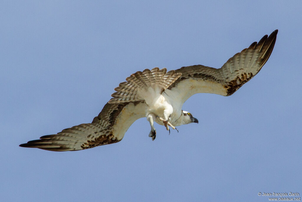 Western Osprey