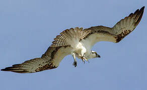 Western Osprey