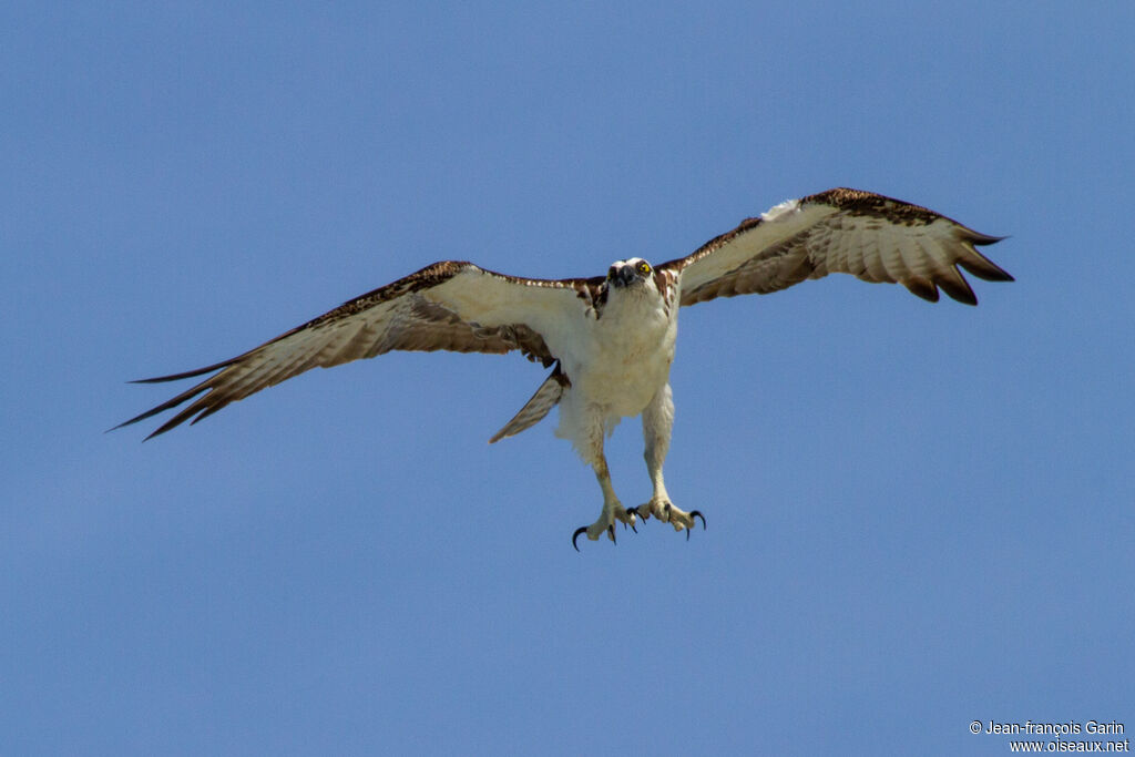 Balbuzard pêcheur